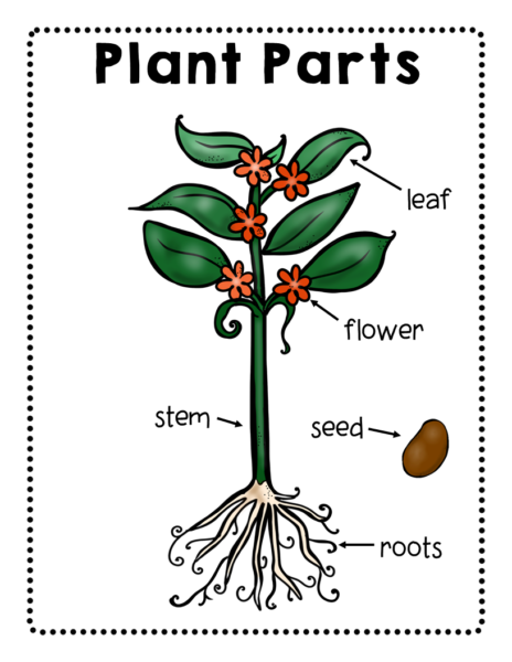 Body Parts Activities - The Super Teacher